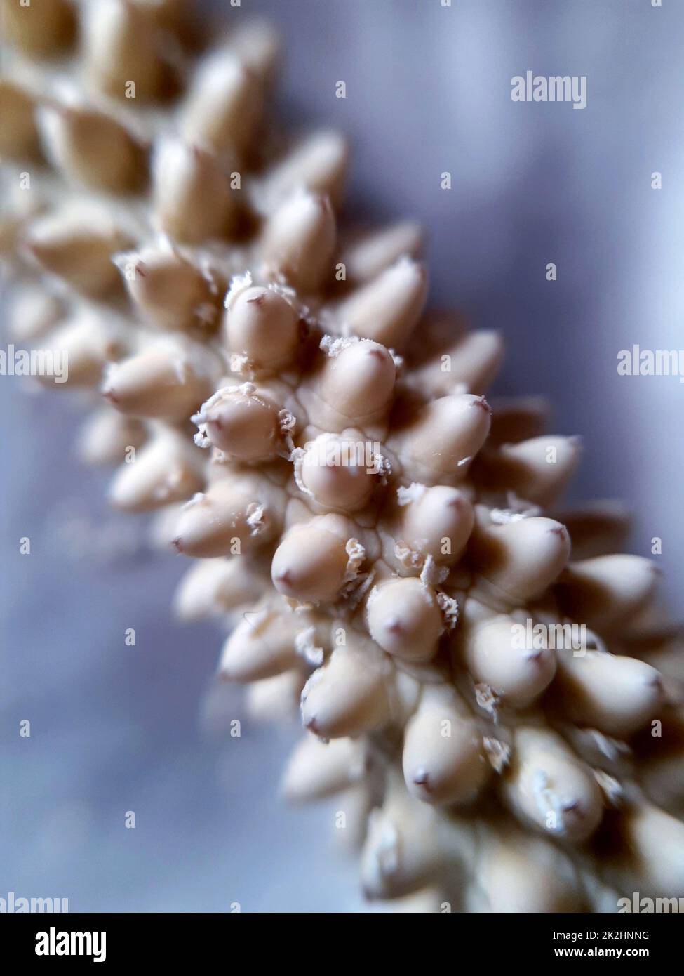 Spathiphyllum fiore pistillo Foto Stock