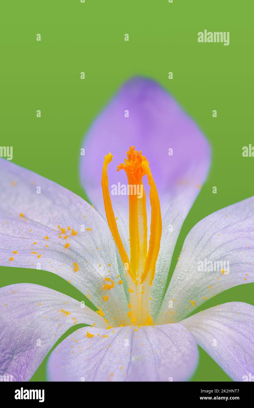 Fiore di crocus viola Foto Stock