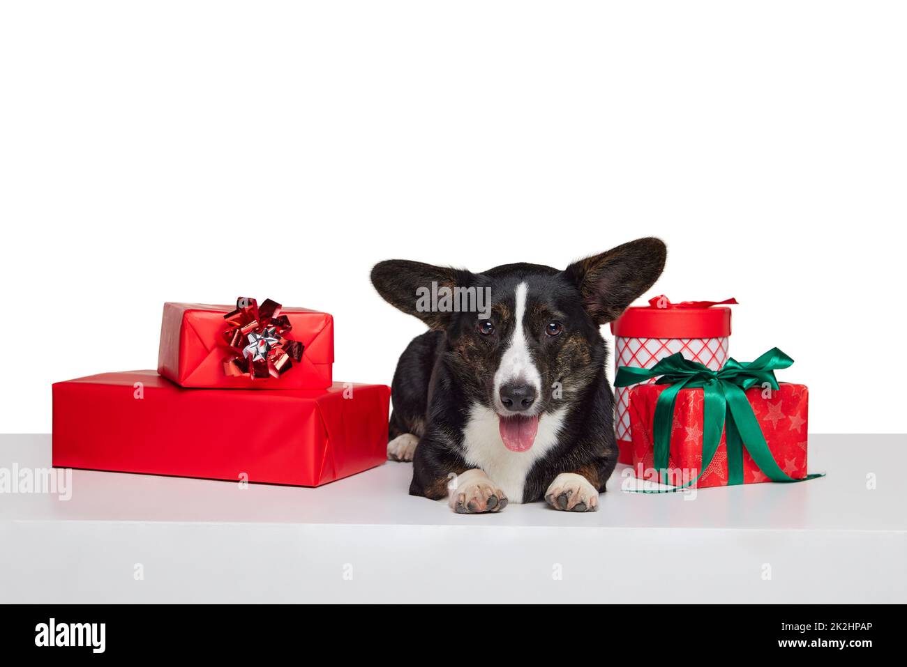 Carino cane purebred, gallese Corgi Cardigan giacendo tra le scatole dei regali di festa isolato su sfondo bianco. Natale, Capodanno, felicità Foto Stock