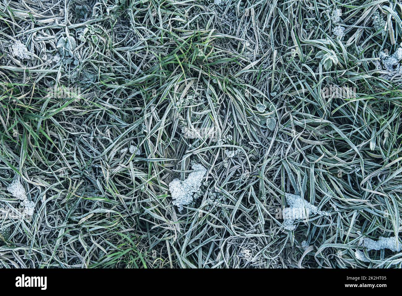 Erba congelata dopo il primo gelo in inverno Foto Stock