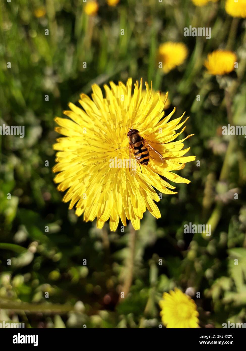 Volo di sorvolo americano su un primo piano di fiori di dente di leone Foto Stock