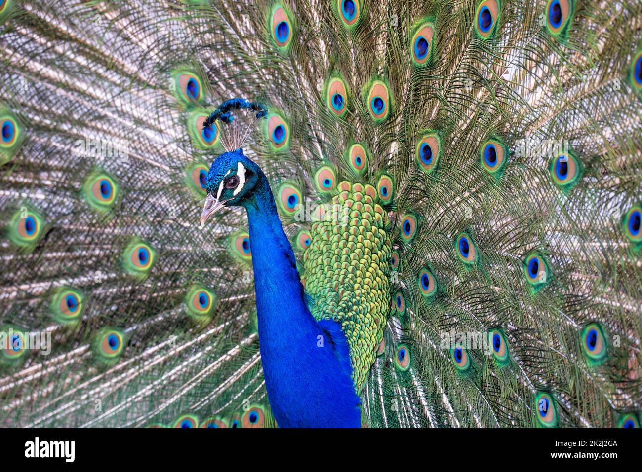 Pavone blu con coda sciolta Foto Stock