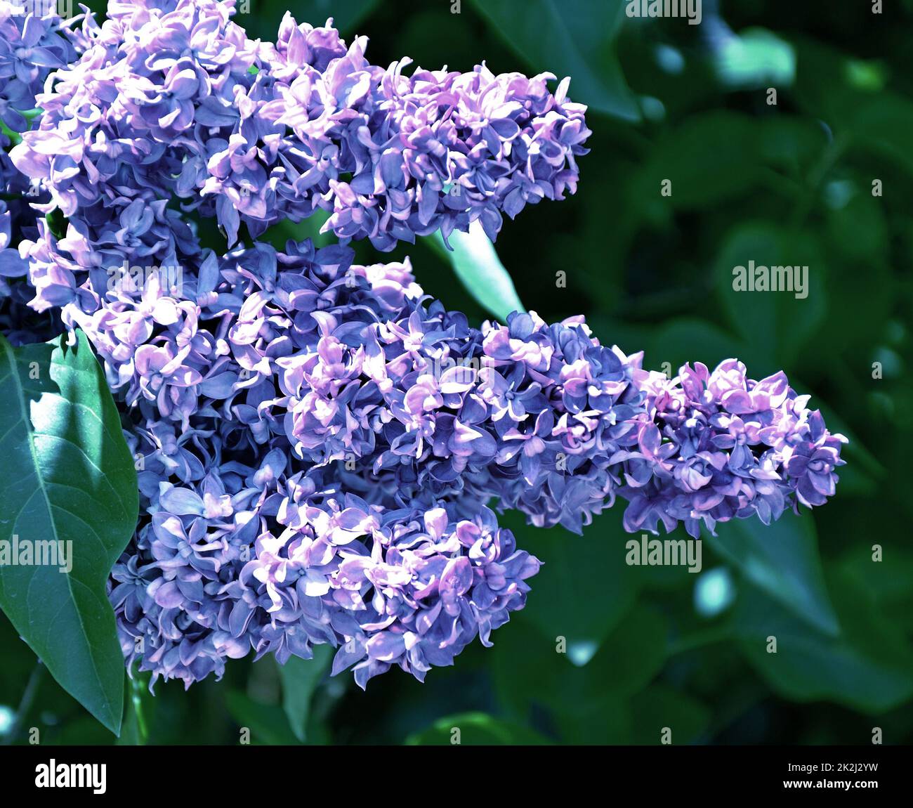 Fiori di lilla terry (doppio) colore lilla Foto Stock