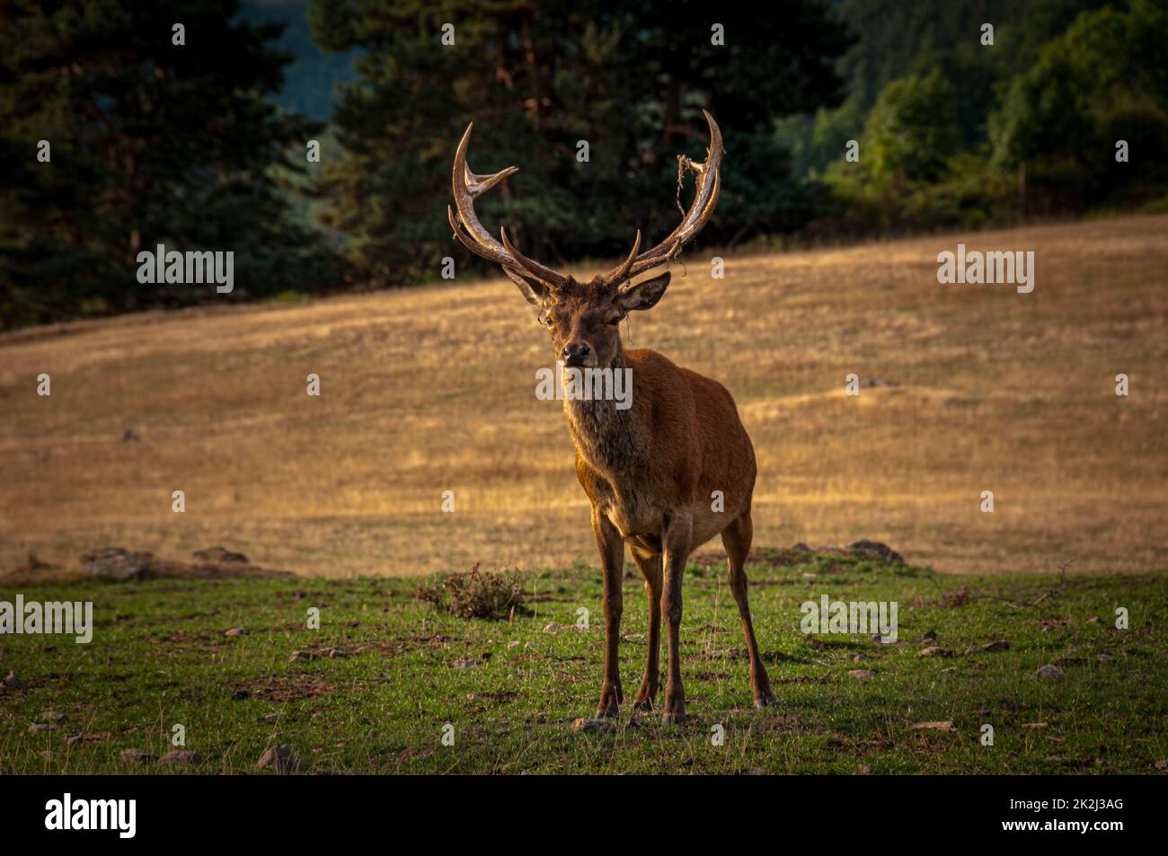 Ritratto di bel cervo rosso in autunno, Lozere Francia . Foto Stock