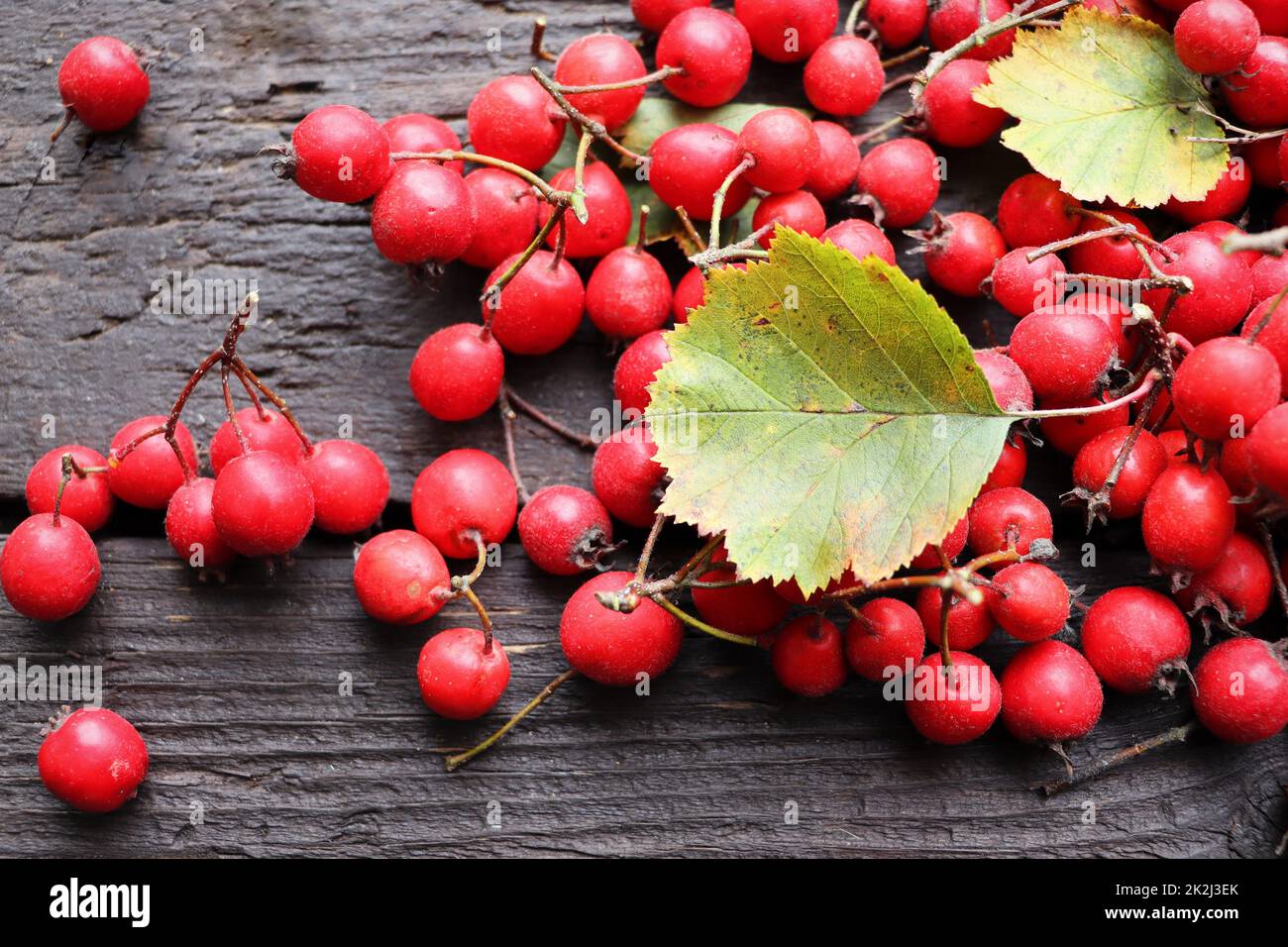 Bacche di biancospino mature, rami di biancospino su sfondo ligneo. Piante medicinali utili Foto Stock