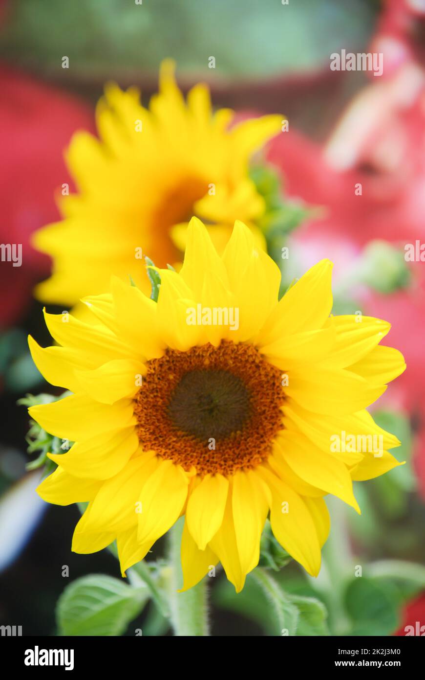 Helianthus annuus, girasoli piccoli e in vaso. fiore piccolo pieno fiore Foto Stock