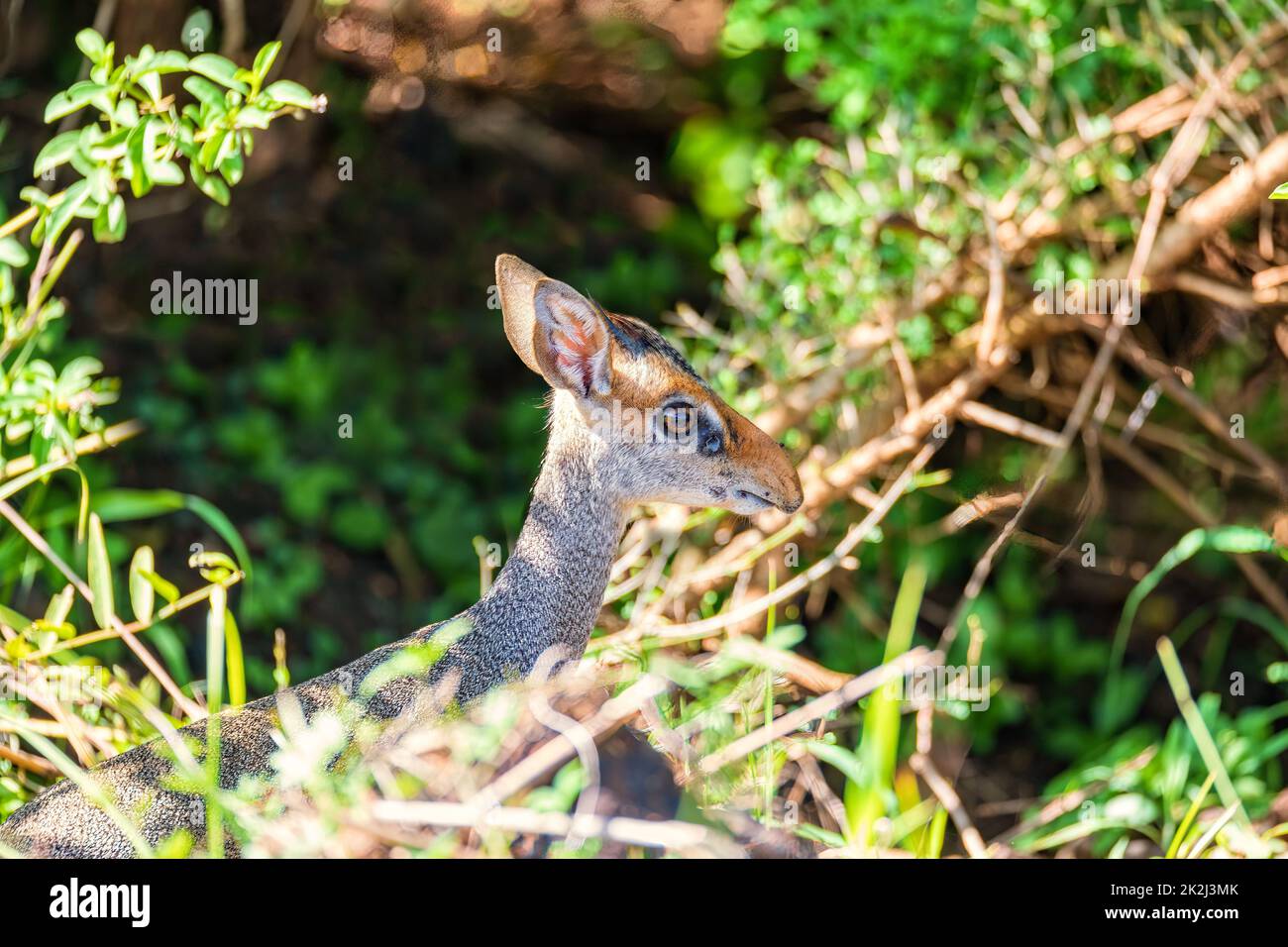 Antilope di Dik-Dik, Valle di Omo, Etiopia Foto Stock