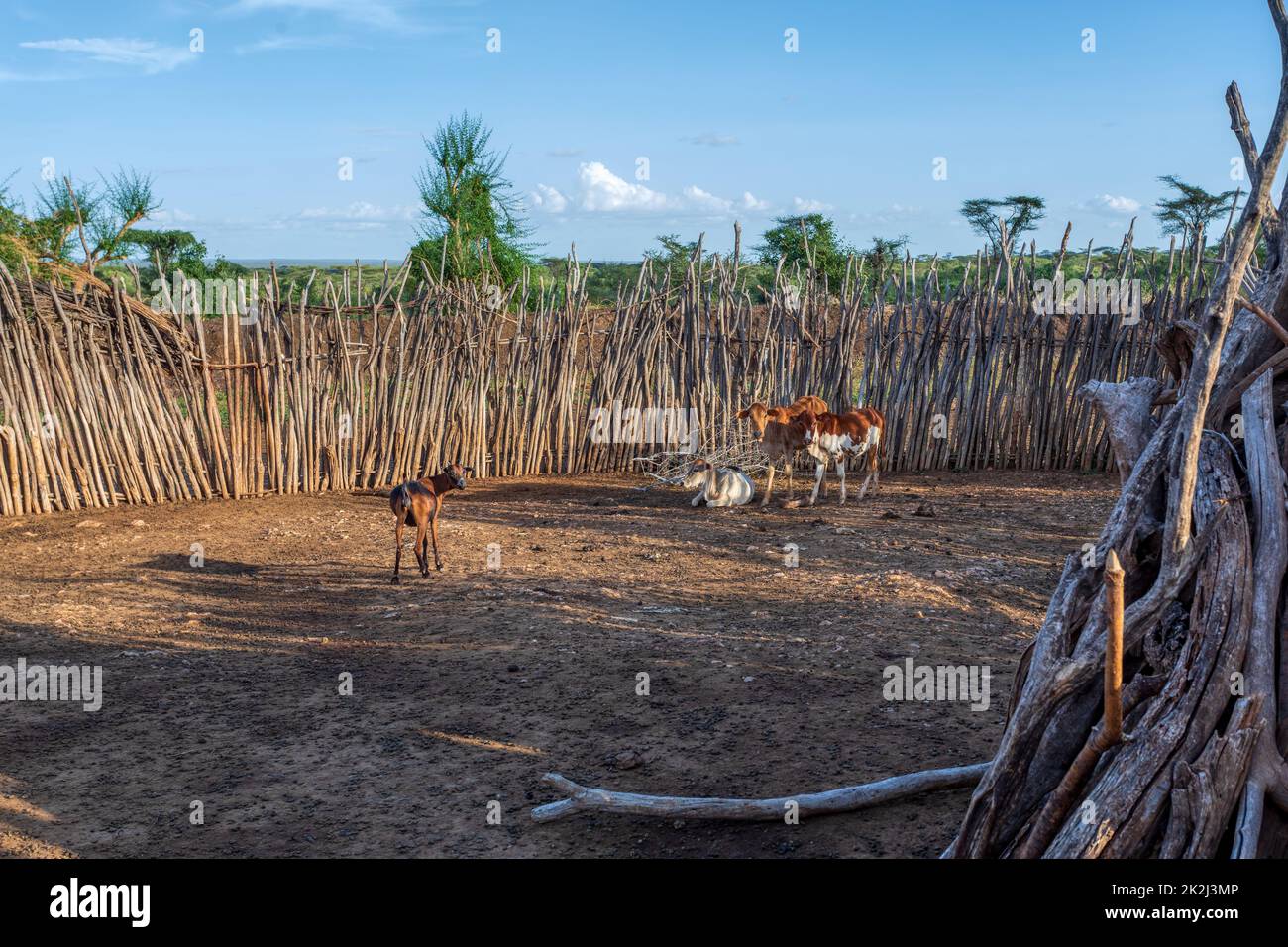 Penna di bestiame in Hamar Village, Sud Etiopia, Africa Foto Stock