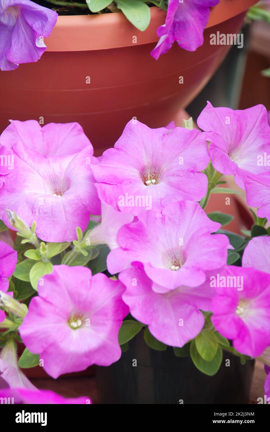 Petunia, Petunias nel vassoio, Petunia nel vaso pieno fiore Foto Stock