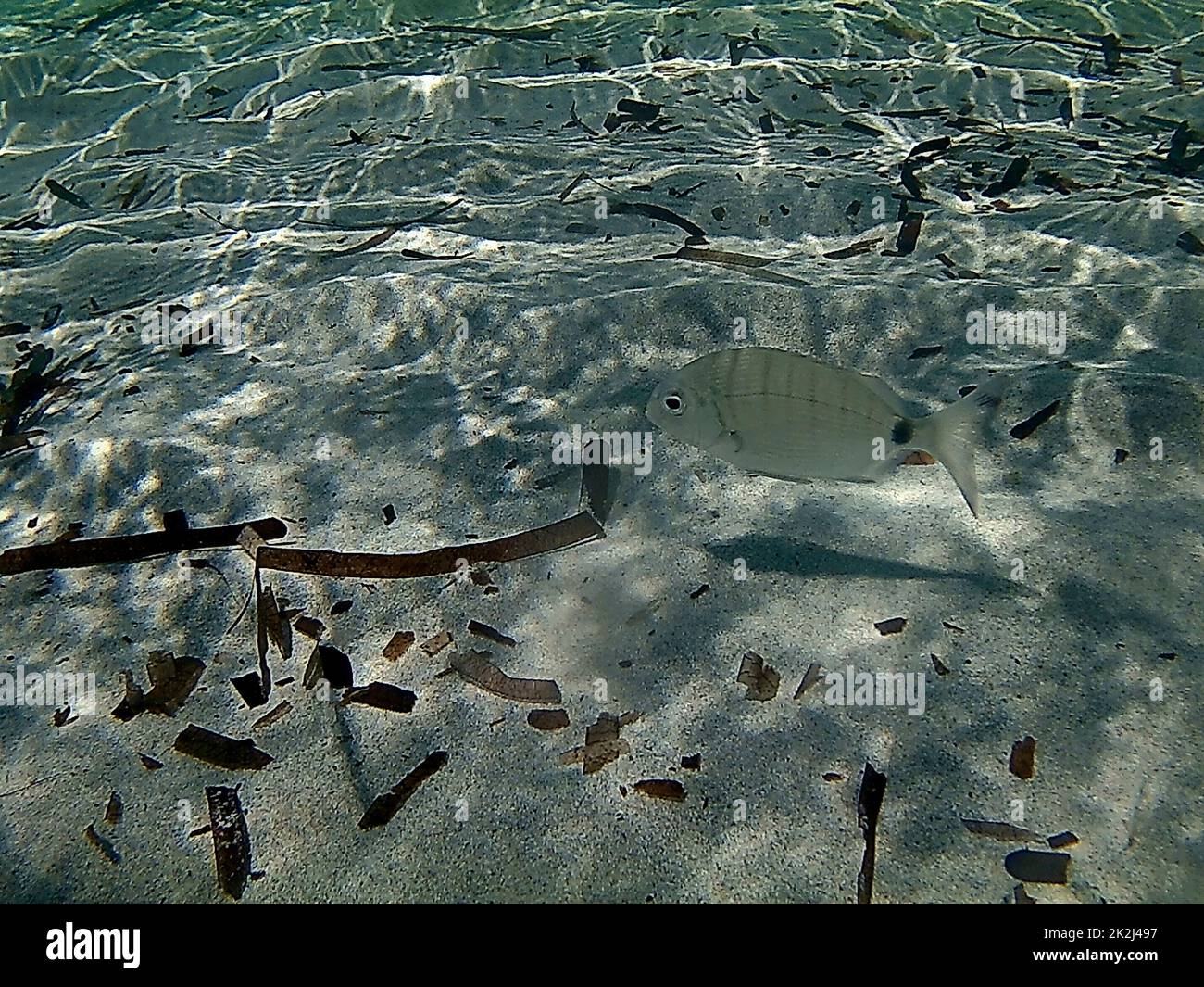 Pesce solitario tra le sabbie bianche del Mar Mediterraneo Foto Stock