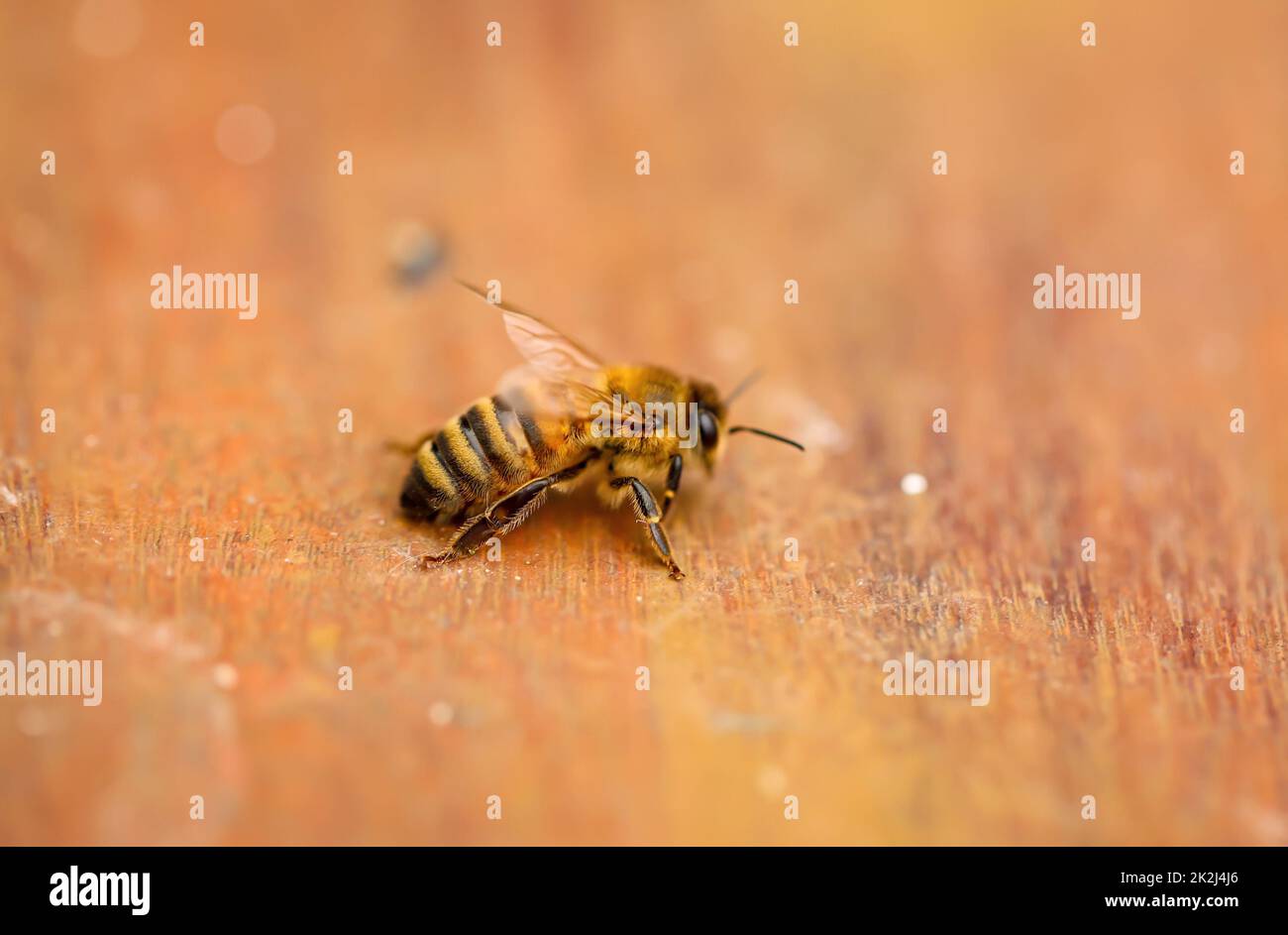 Un'ape su un asse di legno. Api sono stati-formando insetti. Foto Stock