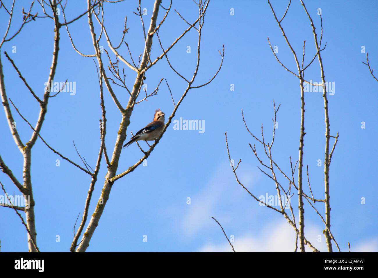 Una gialle siede su un ramo. Jaybirds sono corvids. Foto Stock