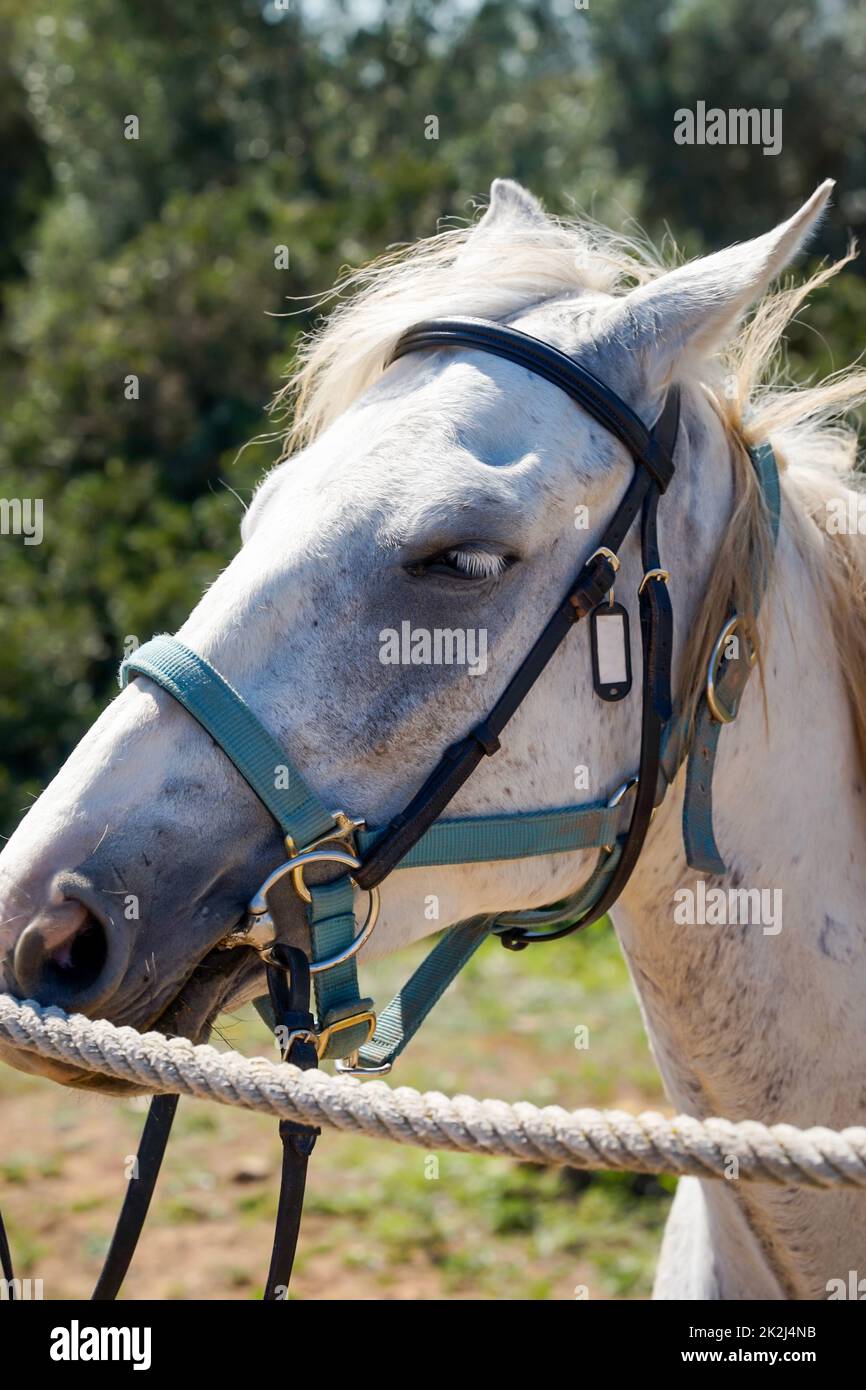 Ritratto di un cavallo, un cavallo a cavallo con sella in natura. Foto Stock