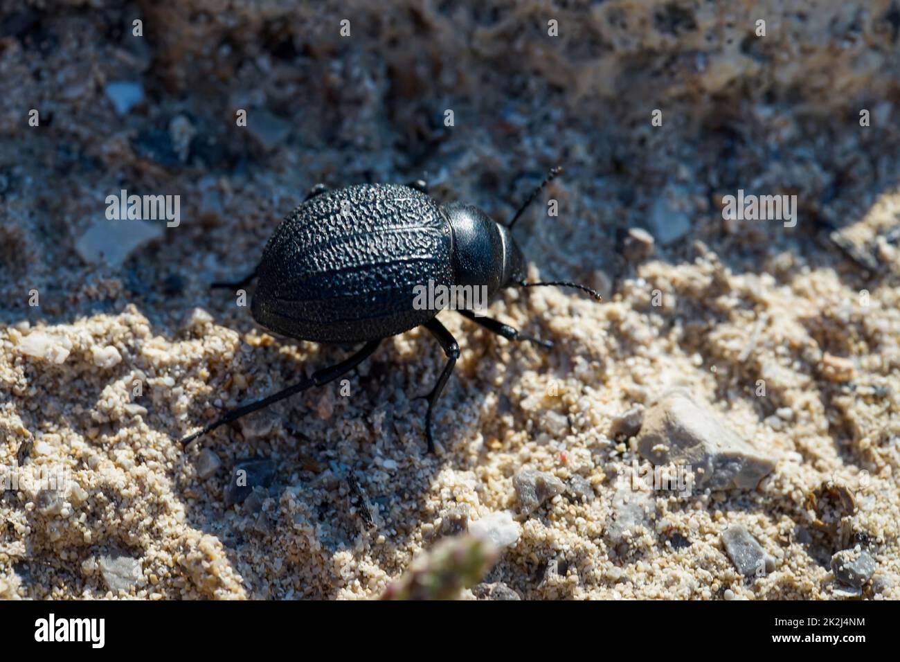 Un grosso coleottero nero rotondo nella sabbia. Primo piano di un piccolo scarabeo. Foto Stock