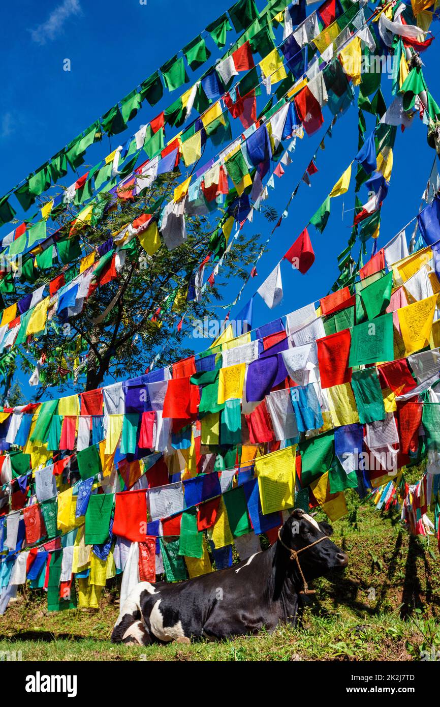 Mucca sotto le bandiere buddiste di preghiera sul kora intorno al complesso di Tsuglagkhang. McLeod Ganj, Himachal Pradesh, India Foto Stock