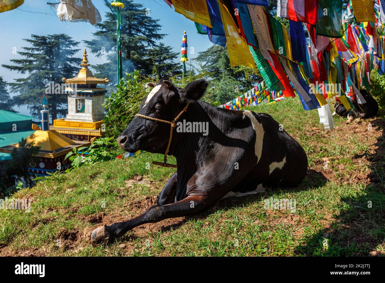 Mucca sotto le bandiere buddiste di preghiera sul kora intorno al complesso di Tsuglagkhang. McLeod Ganj, Himachal Pradesh, India Foto Stock