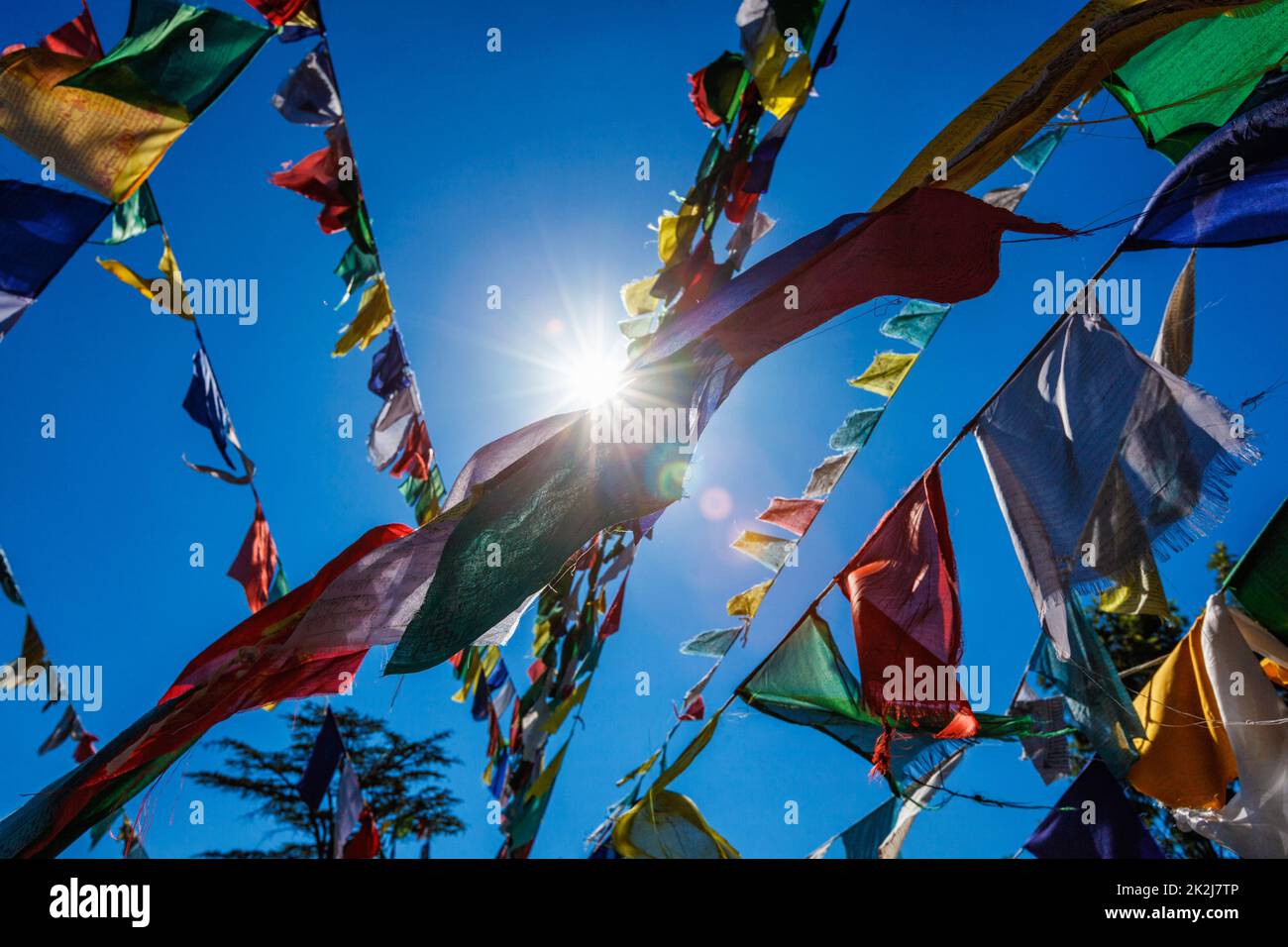 Bandiere buddiste di preghiera lunga a McLeod Ganj, Himachal Pradesh, India Foto Stock