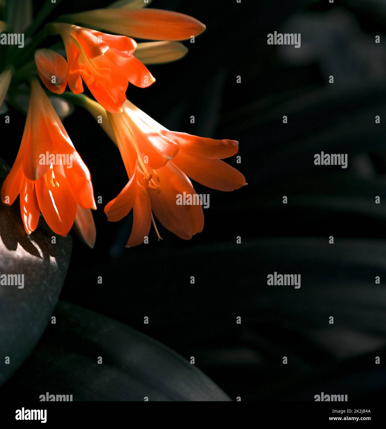 Fiori rossi della miniata sulla terra di beckground nero Foto Stock