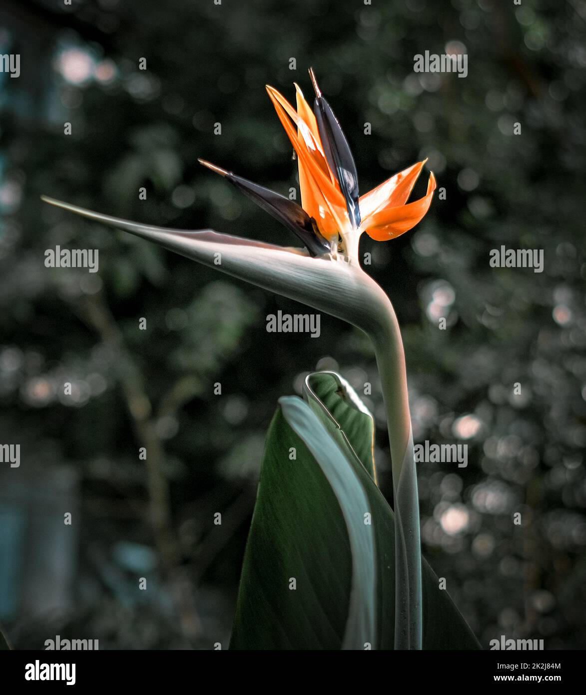 Una strelitzia reginae fiore sullo sfondo verde foglie Foto Stock