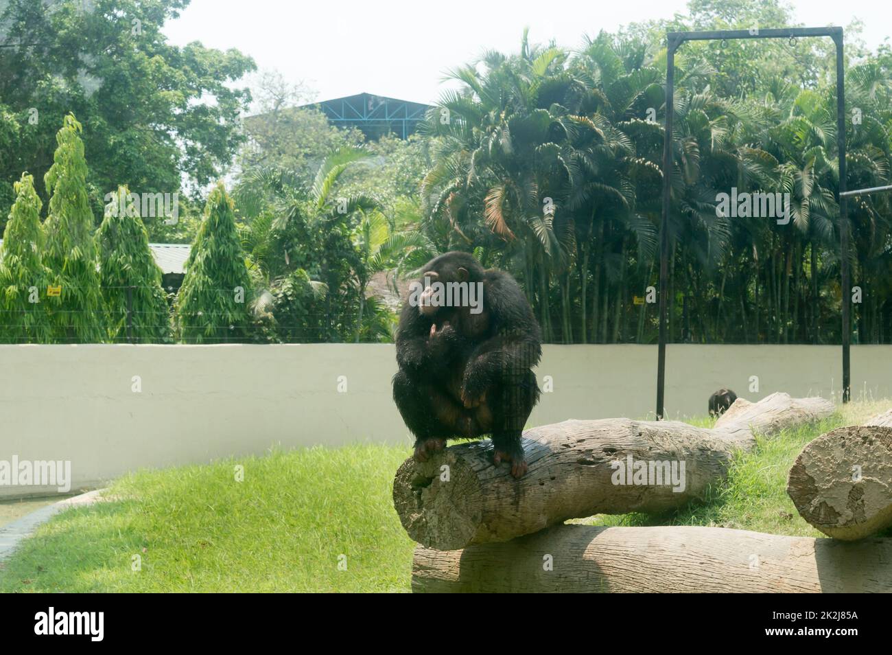 Lo scimpanzé selvaggio (Pan troglodytes) scimpanzé Babu, specie in via di estinzione di grande scimmia seduta su un tronco di albero a Alipur Zoological Garden, Kolkata, Bengala Occidentale, India Sud Asia Foto Stock