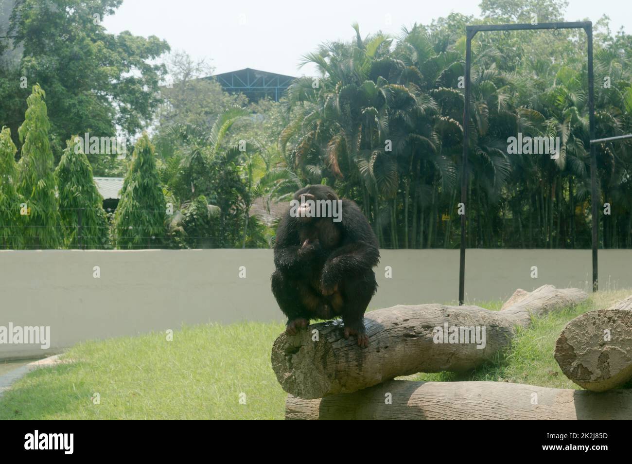 Lo scimpanzé selvaggio (Pan troglodytes) scimpanzé Babu, specie in via di estinzione di grande scimmia seduta su un tronco di albero a Alipur Zoological Garden, Kolkata, Bengala Occidentale, India Sud Asia Foto Stock