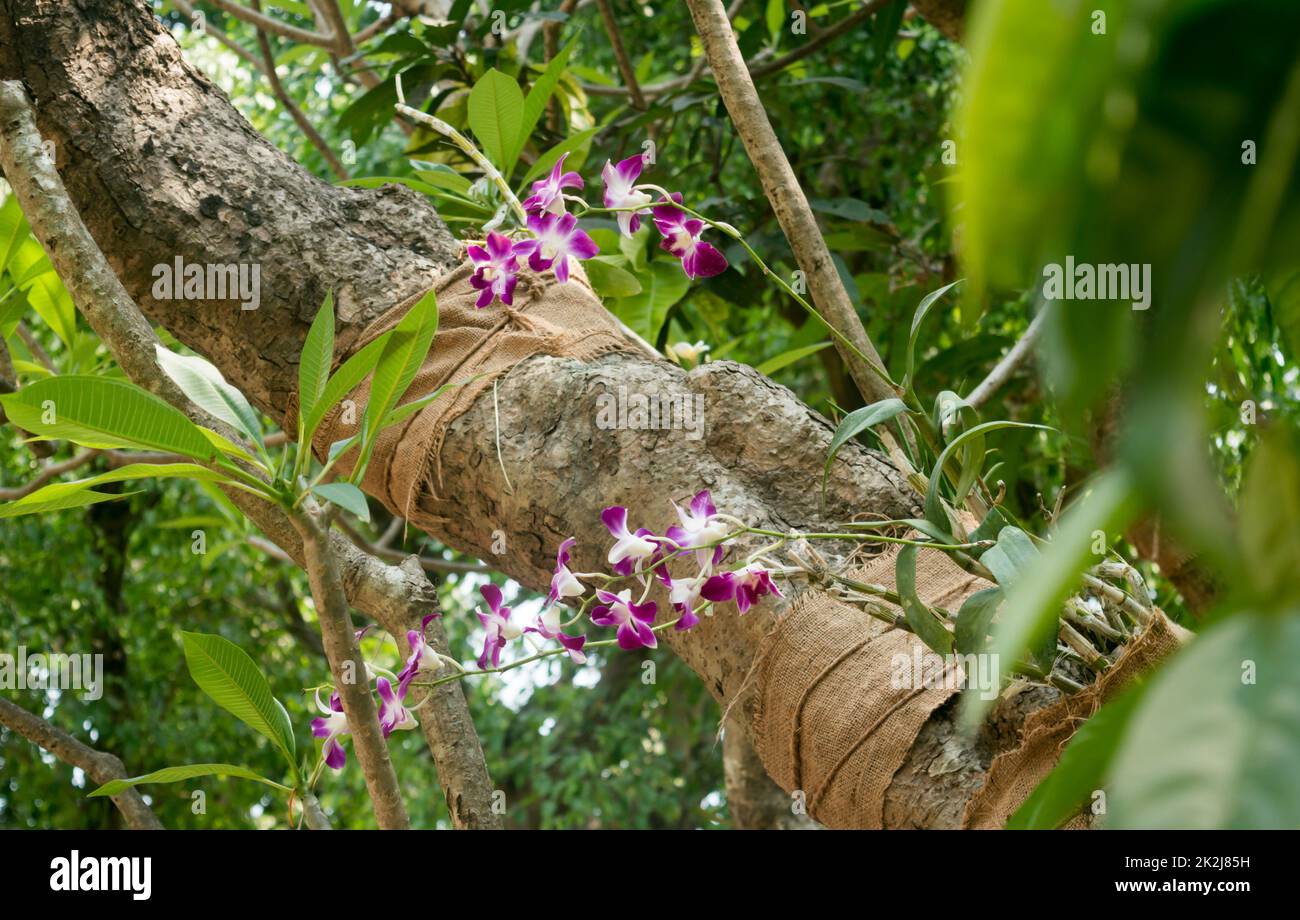 Fico piangente Ficus benjamina, detto anche fico piangente, fico di benjamin o ficus. I fichi di fiore sul tronco dell'albero sono mangiati dagli uccelli. Giardino zoologico di Alipur, Kolkata, Bengala occidentale, Asia del sud dell'India Foto Stock