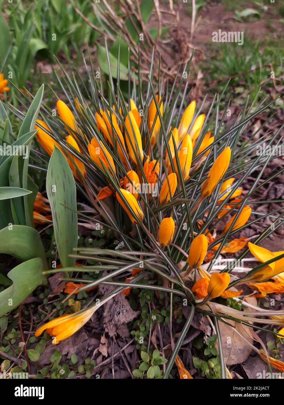 Primo piano giallo zafferano Foto Stock