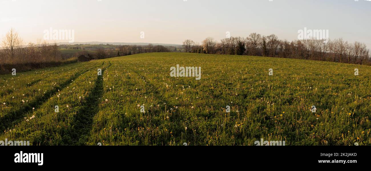 Campo verde campagna al tramonto Foto Stock