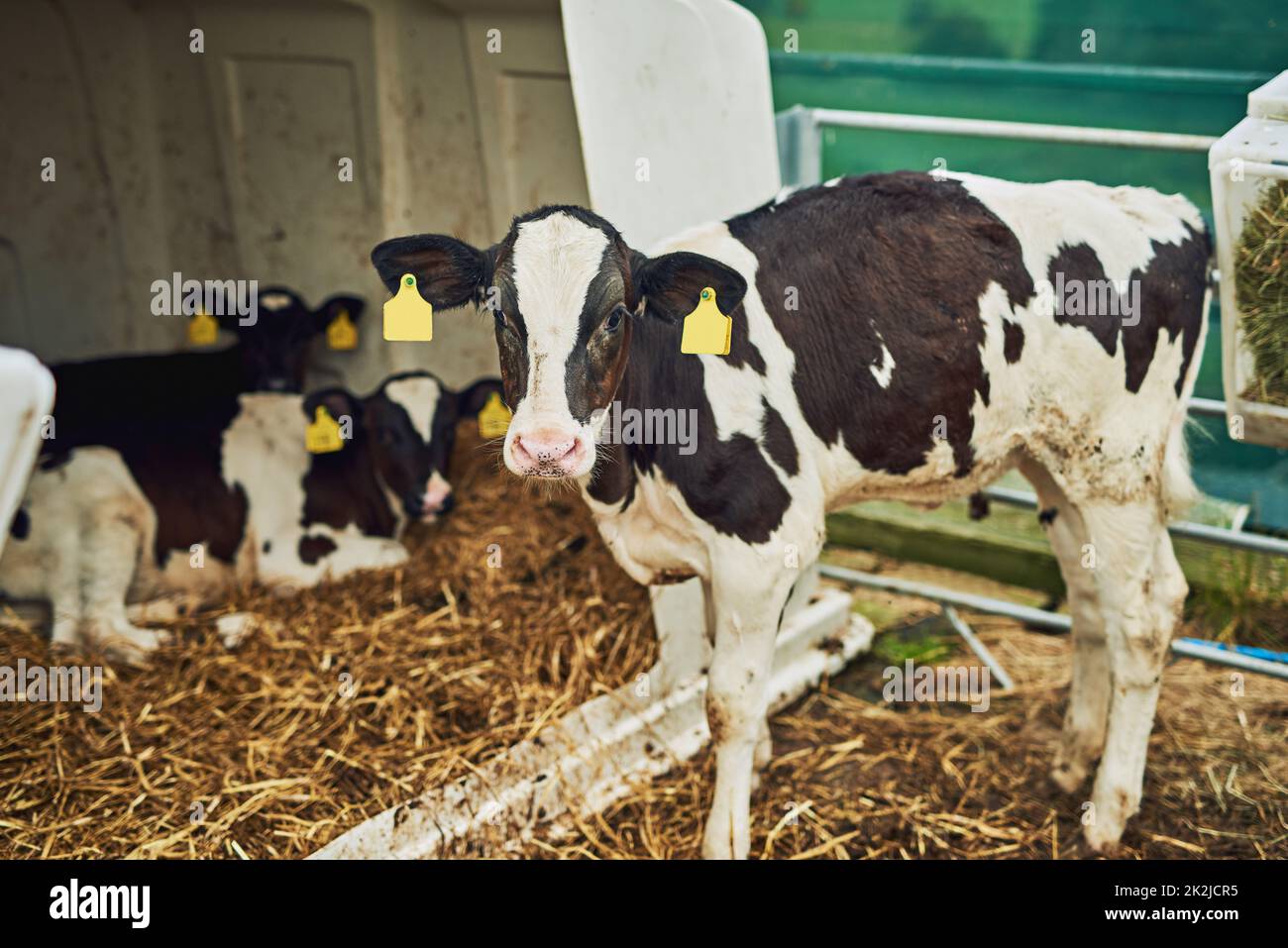 Prodotti freschi. Colpo ad angolo alto di vitelli su una fattoria di caseificio. Foto Stock