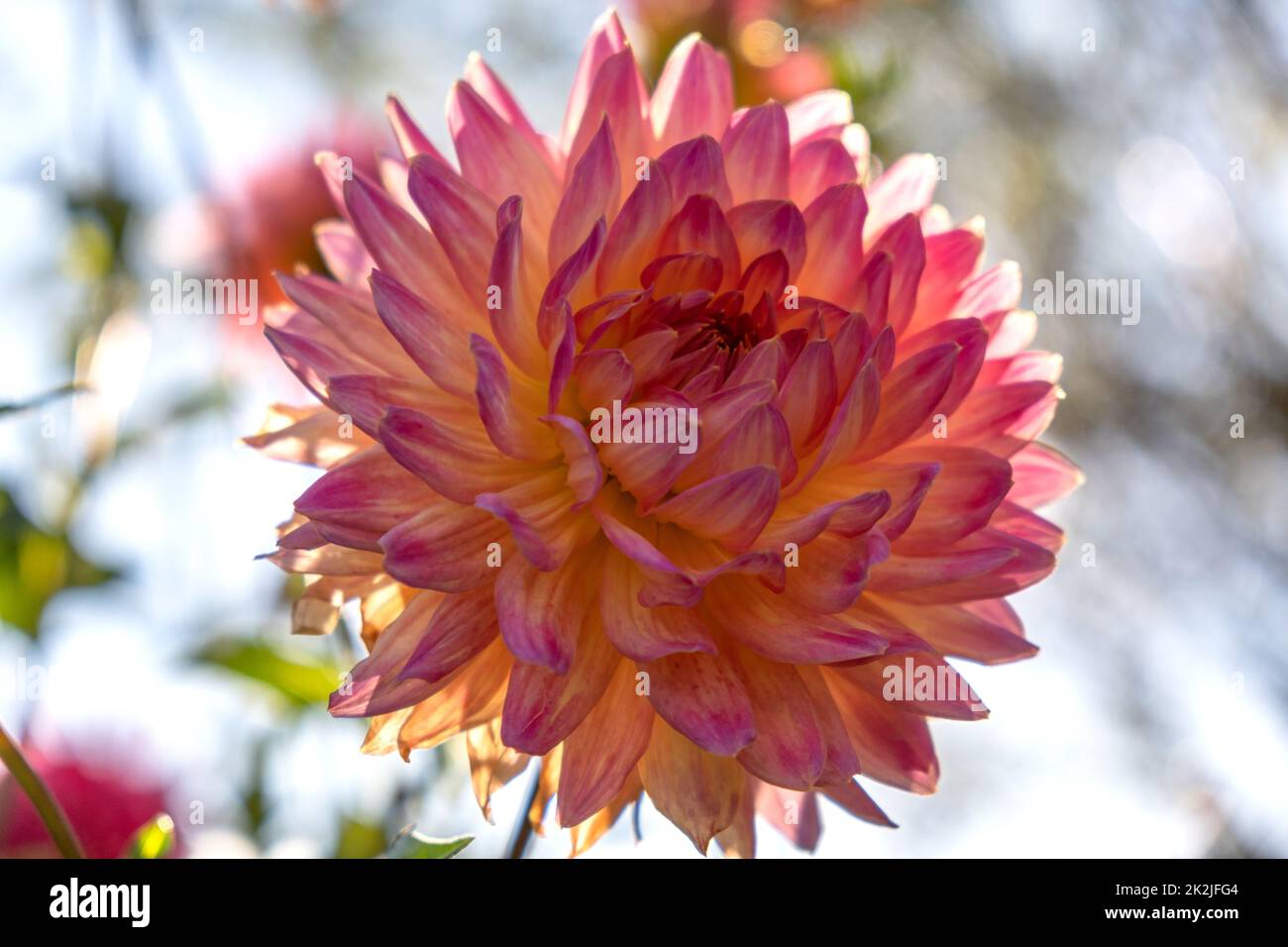 Dahlie - Blume des Spätsommers Foto Stock