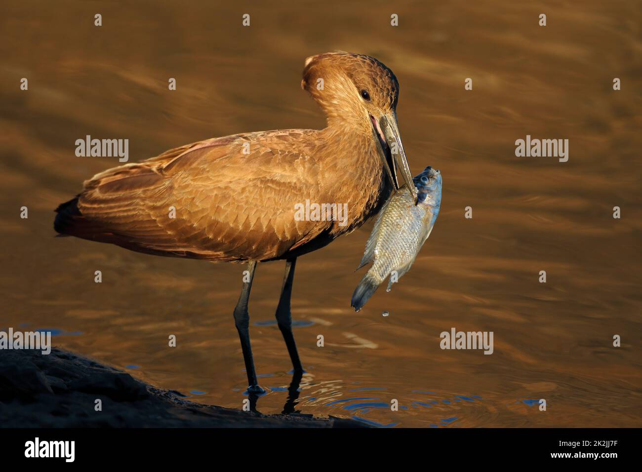 Uccello Hamerkop cattura un pesce Foto Stock