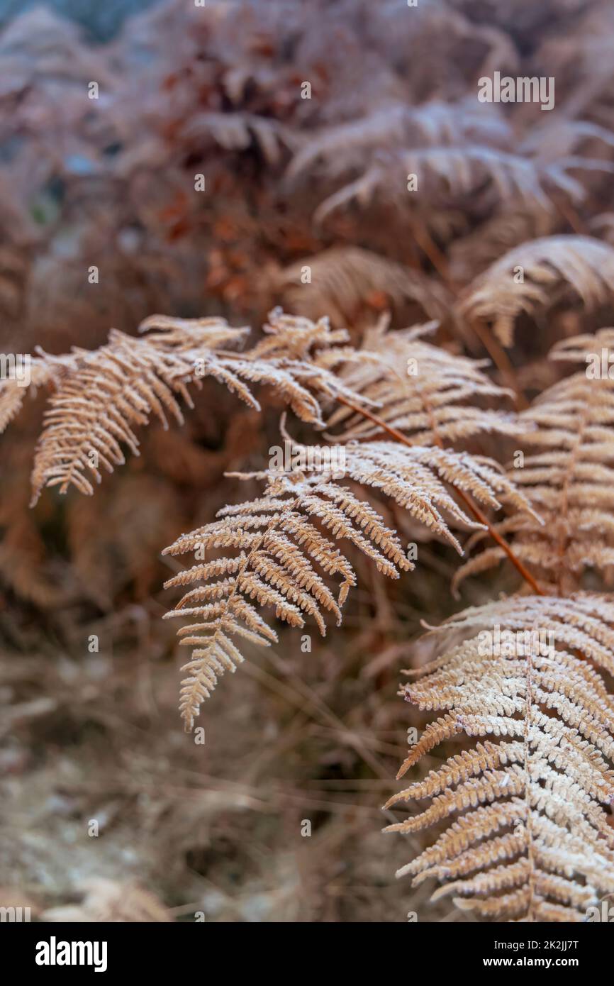 Frost bracken, Natur Reserve Broumovske steny, Boemia orientale, Repubblica ceca Foto Stock