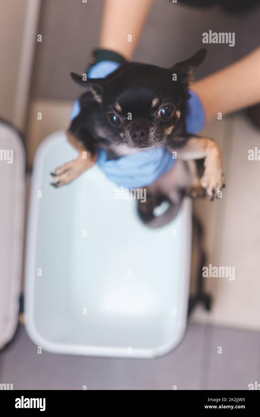 Medico veterinario in guanti prende chihuahua cane spaventato da scatola portatore per gli animali Foto Stock