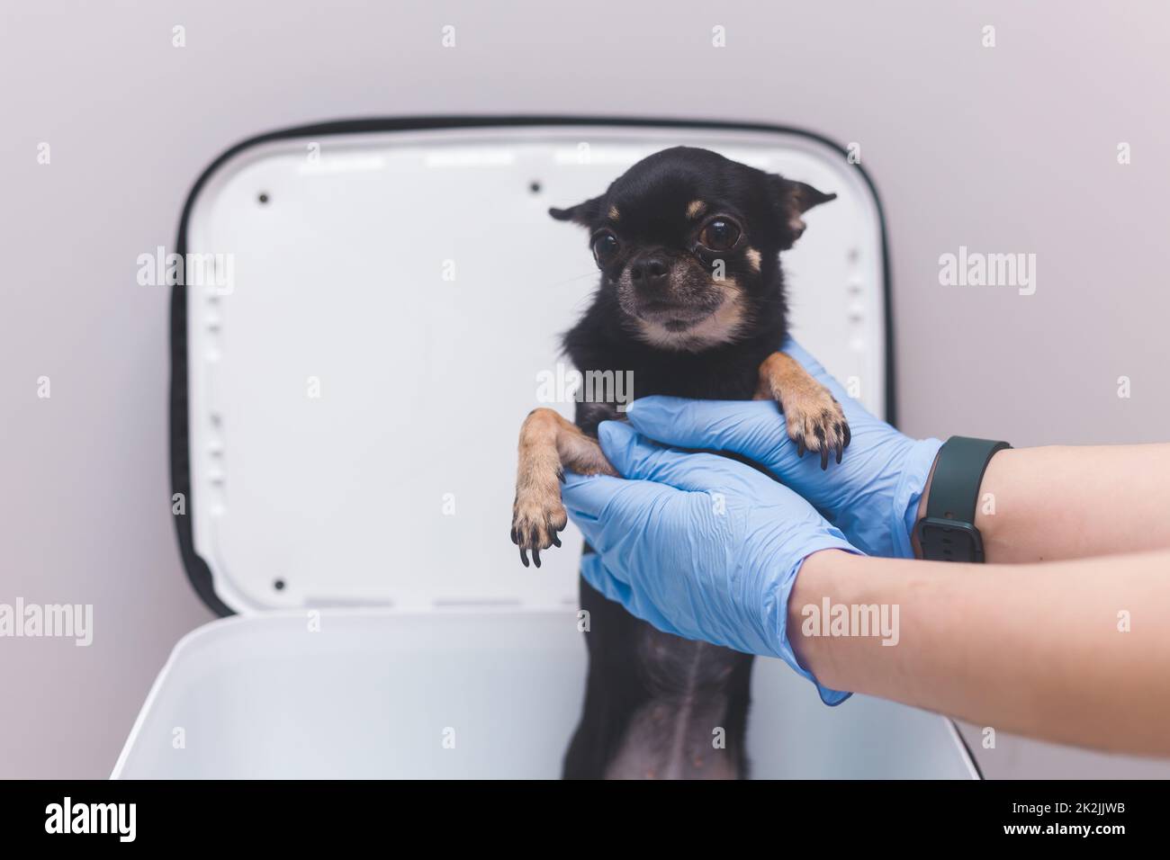 Medico veterinario in guanti prende chihuahua cane spaventato da scatola portatore per gli animali Foto Stock