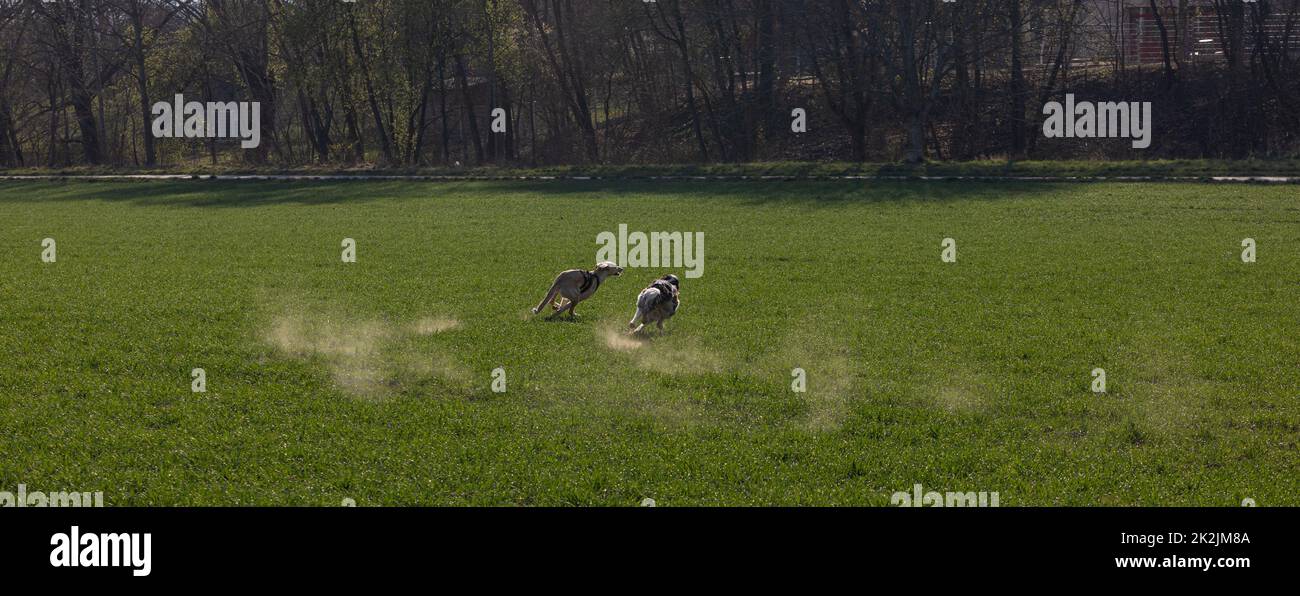 due cani che corrono su un prato Foto Stock