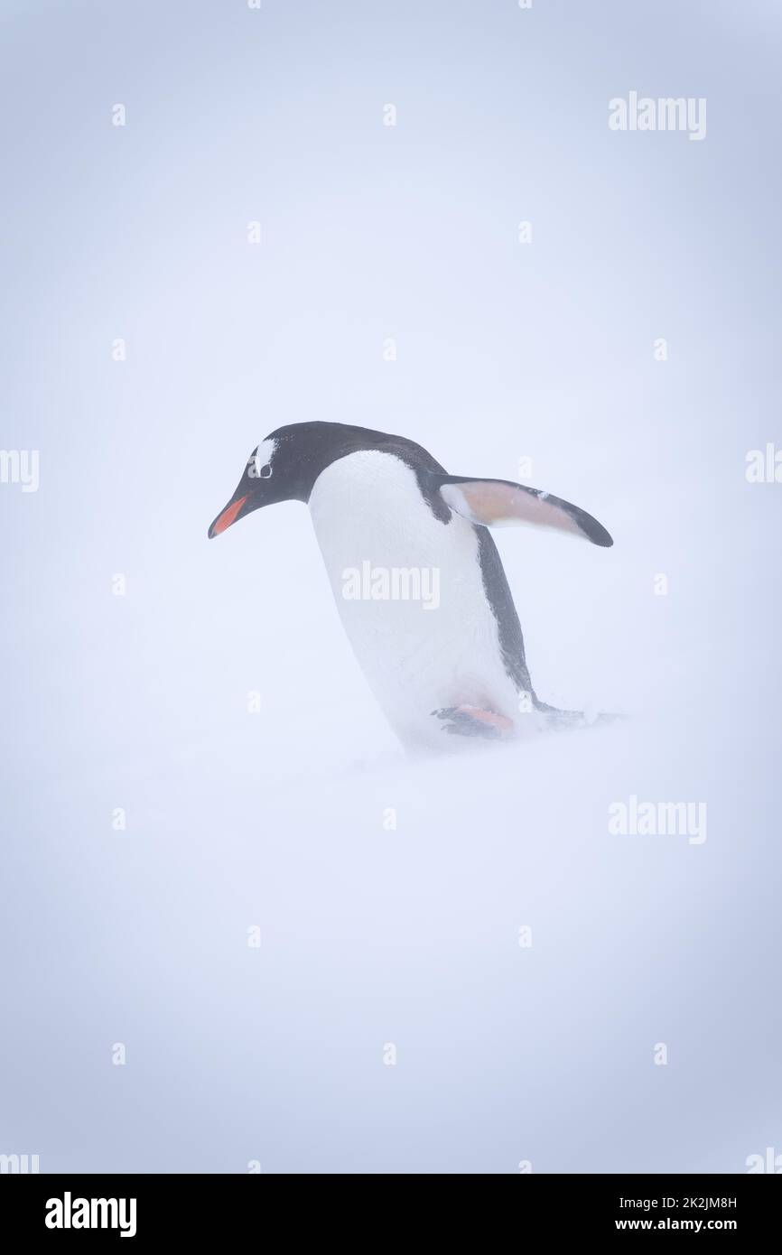 Pinguino Gentoo su una collina innevata in una bizzarda Foto Stock