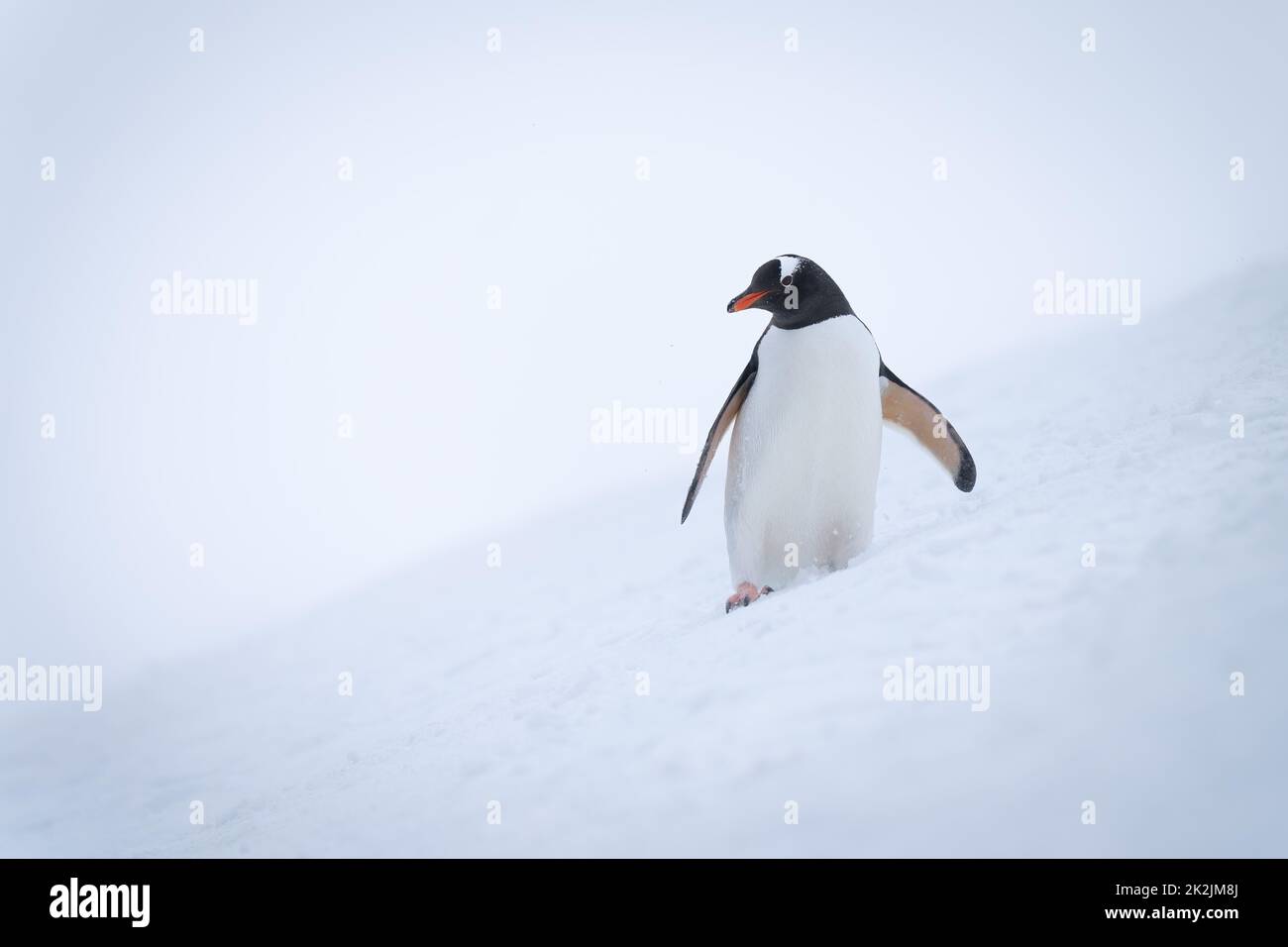 Pinguino Gentoo su una macchina fotografica per gli occhi innevata Foto Stock