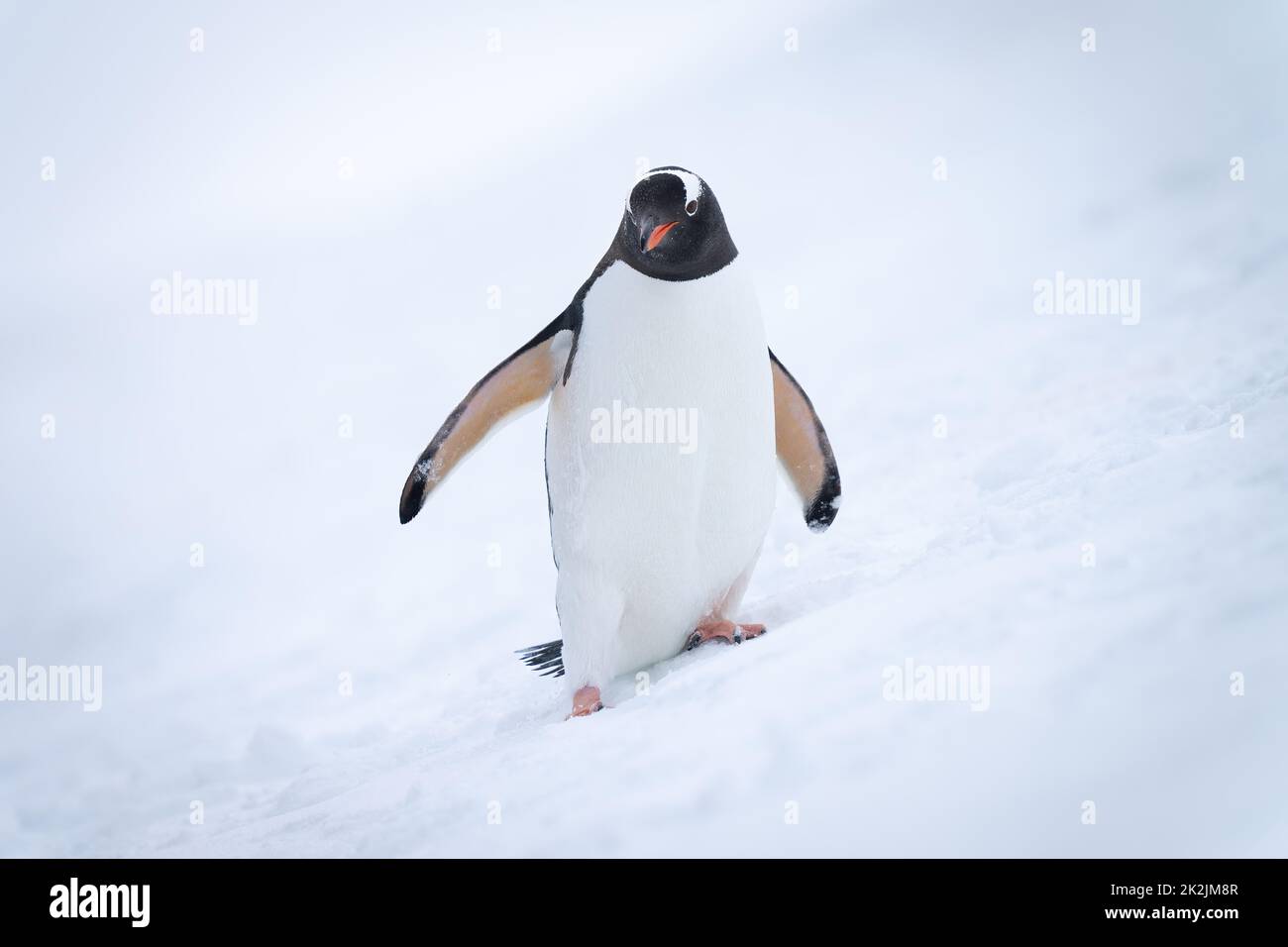Pinguino Gentoo su neve collina guardando la macchina fotografica Foto Stock
