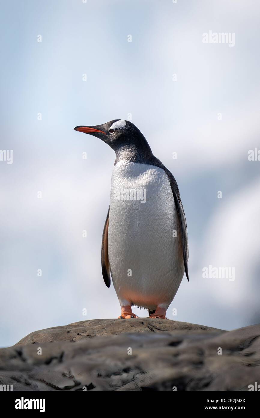 Pinguino Gentoo arroccato su roccia guardando a sinistra Foto Stock