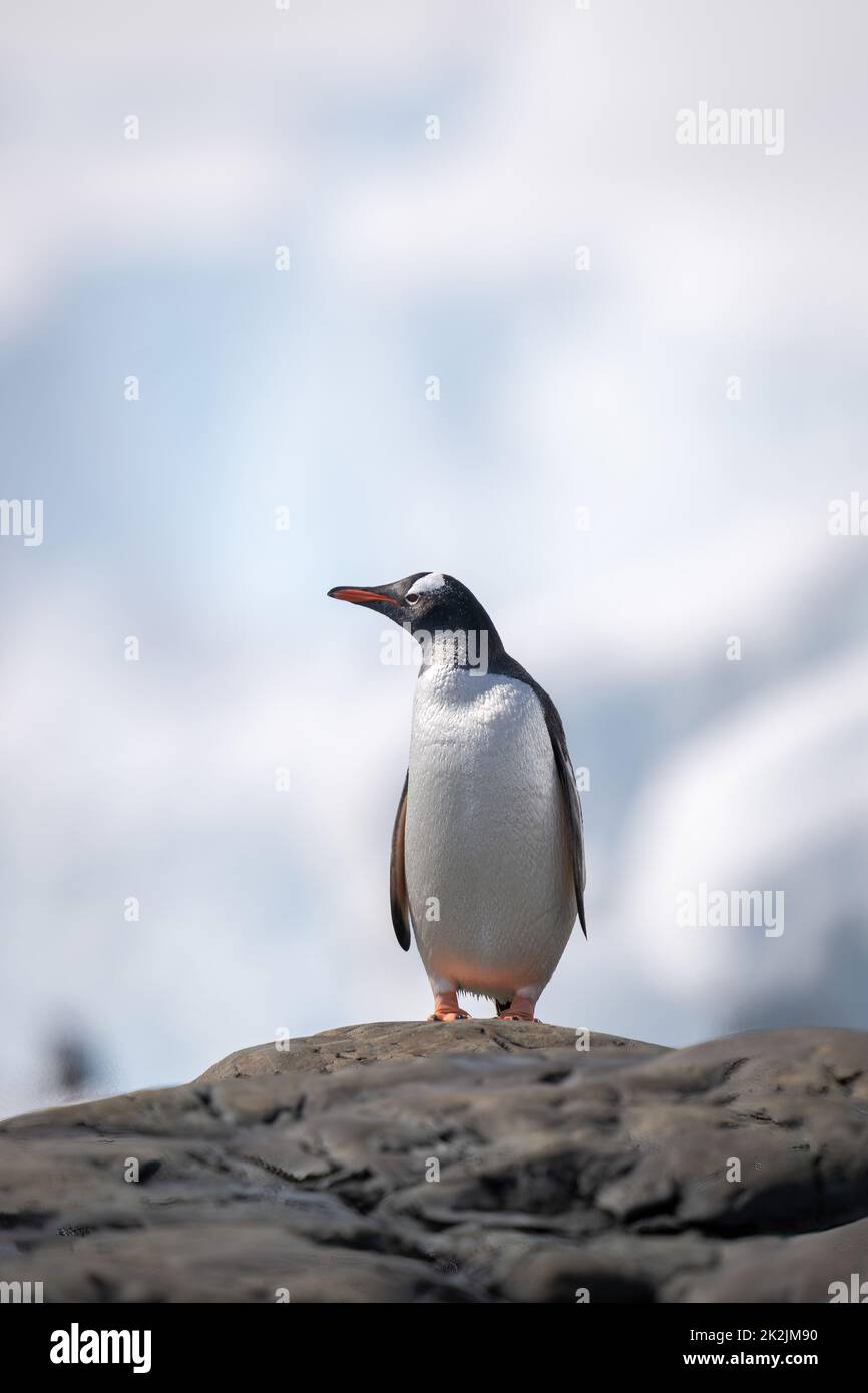 Pinguino Gentoo perches su roccia guardando a sinistra Foto Stock