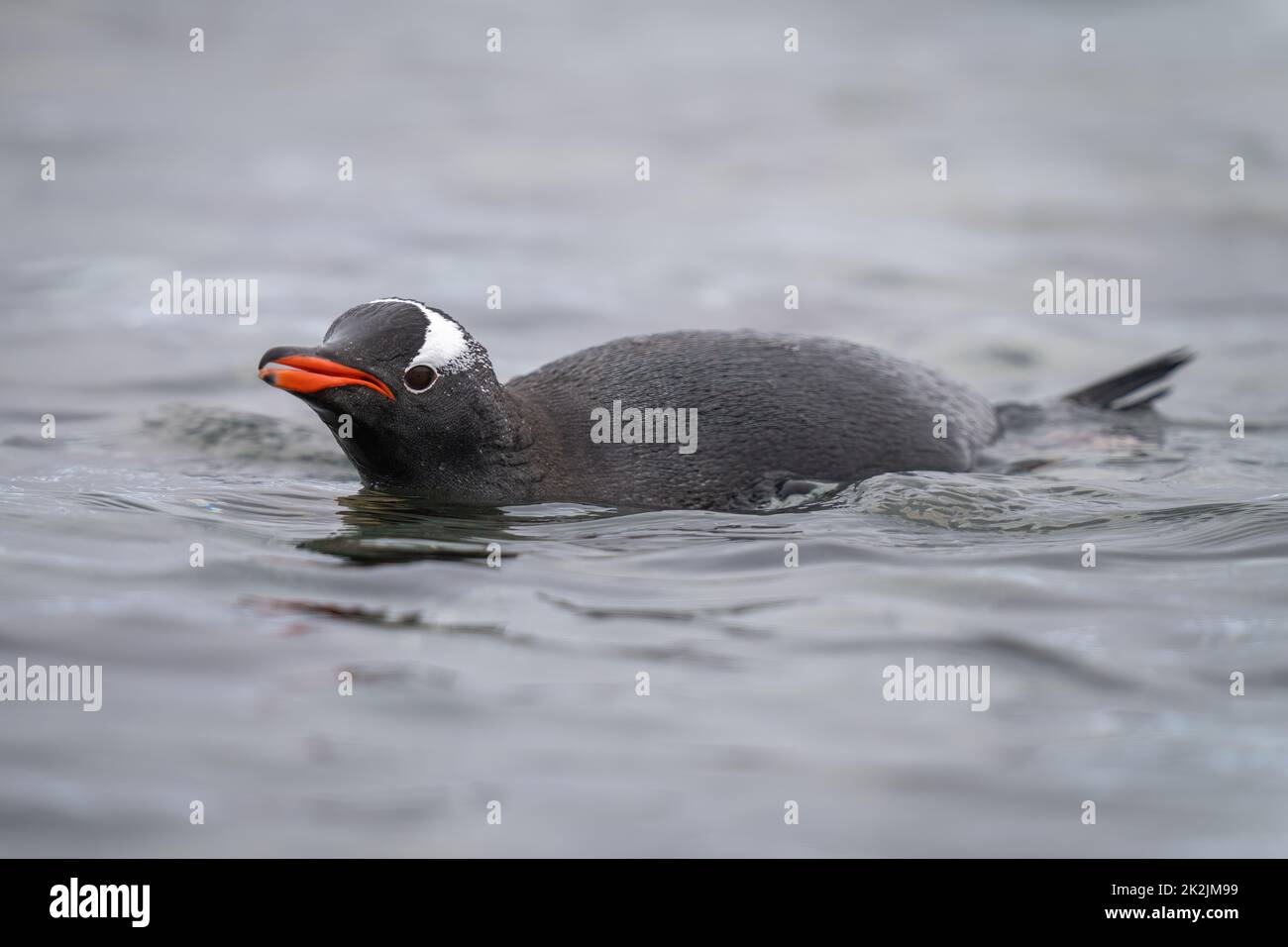 Pinguini Gentoo porpoises in una macchina fotografica per l'occhio d'acqua Foto Stock