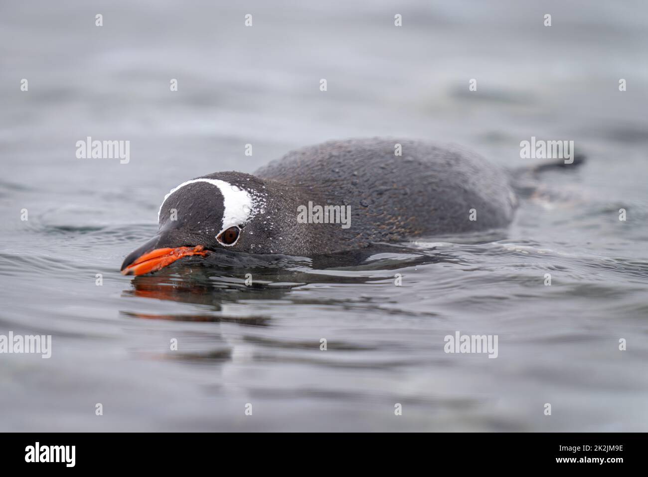 Pinguino Gentoo porpoising in macchina fotografica per la vista dell'acqua Foto Stock
