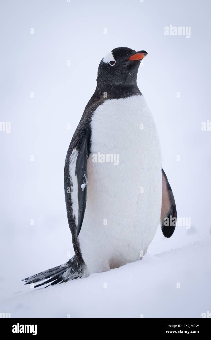 Pinguino Gentoo in piedi sulla macchina fotografica per gli occhi di neve Foto Stock