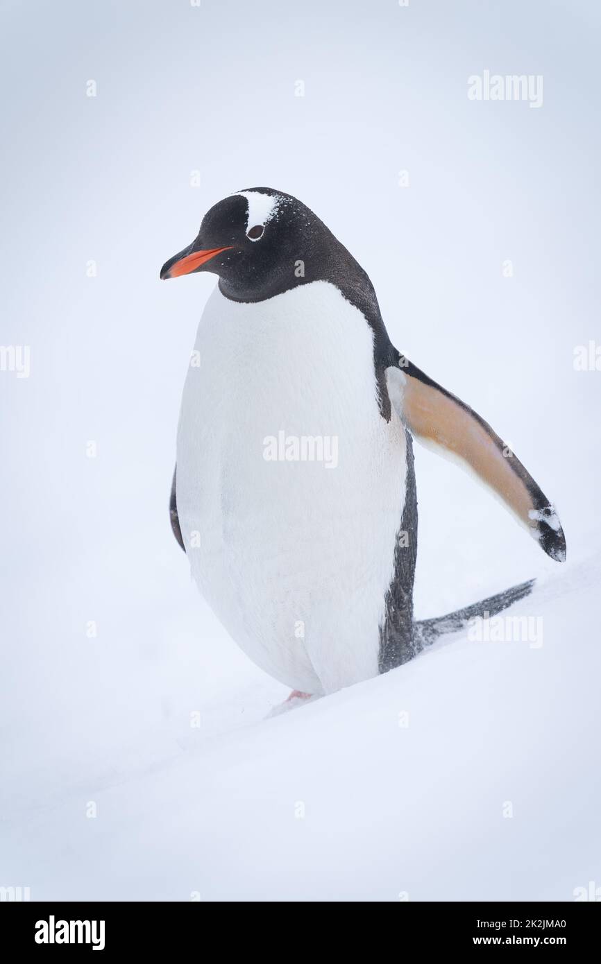 Pinguino Gentoo in piedi sul pendio nella neve Foto Stock