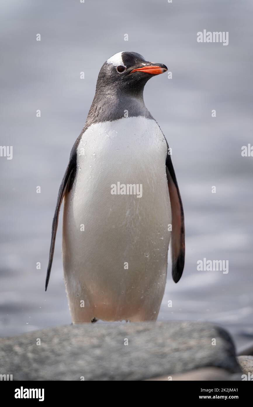 Pinguino Gentoo si trova dietro la macchina fotografica per gli occhi di roccia Foto Stock