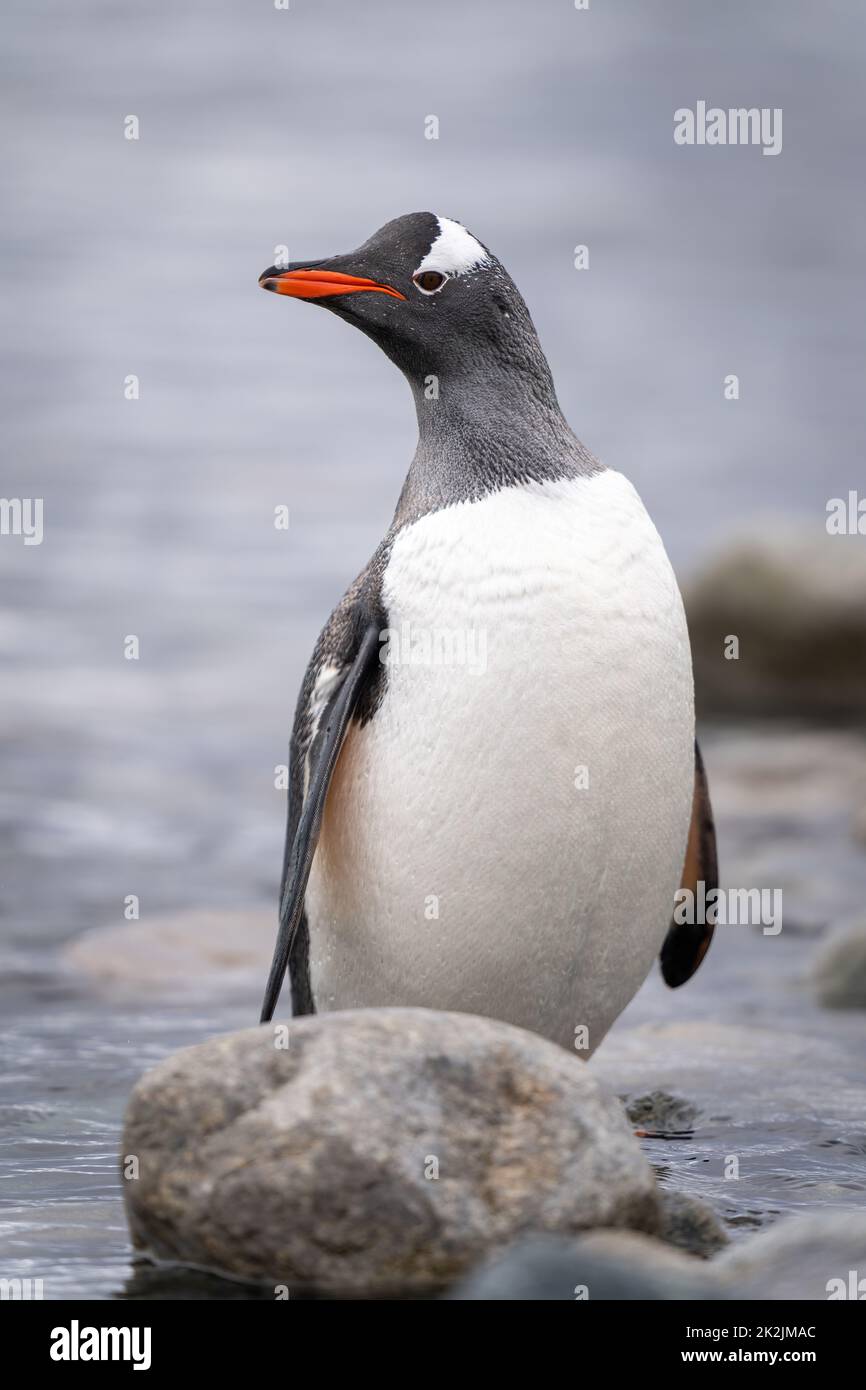 Pinguino Gentoo si alza per vedere la macchina fotografica dietro il rock Foto Stock