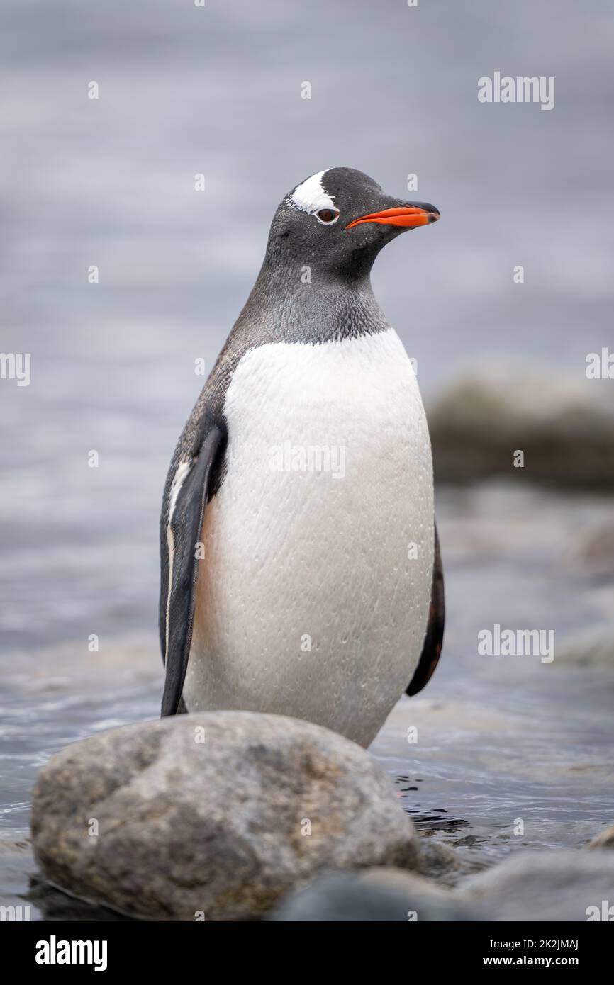 Pinguino Gentoo si trova dietro la macchina fotografica per gli occhi delle rocce Foto Stock