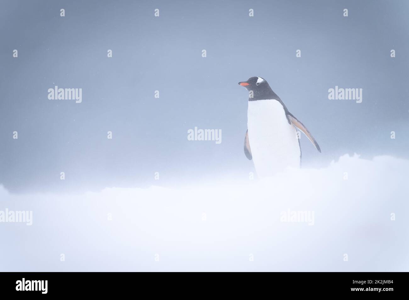 Pinguino Gentoo si alza in bilizzardo in avanti Foto Stock