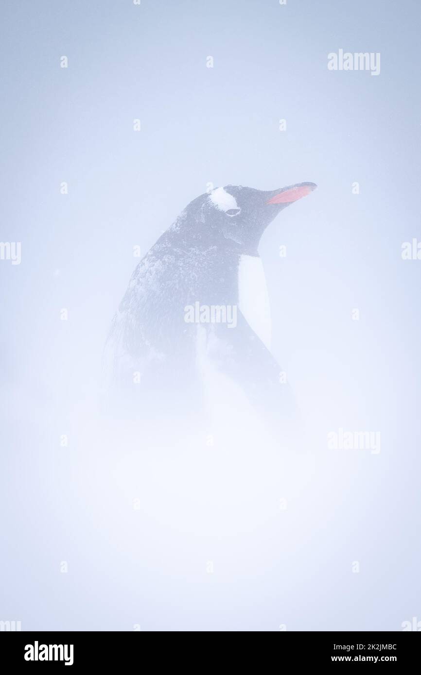 Gentoo pinguino sta in profilo in blizzard Foto Stock