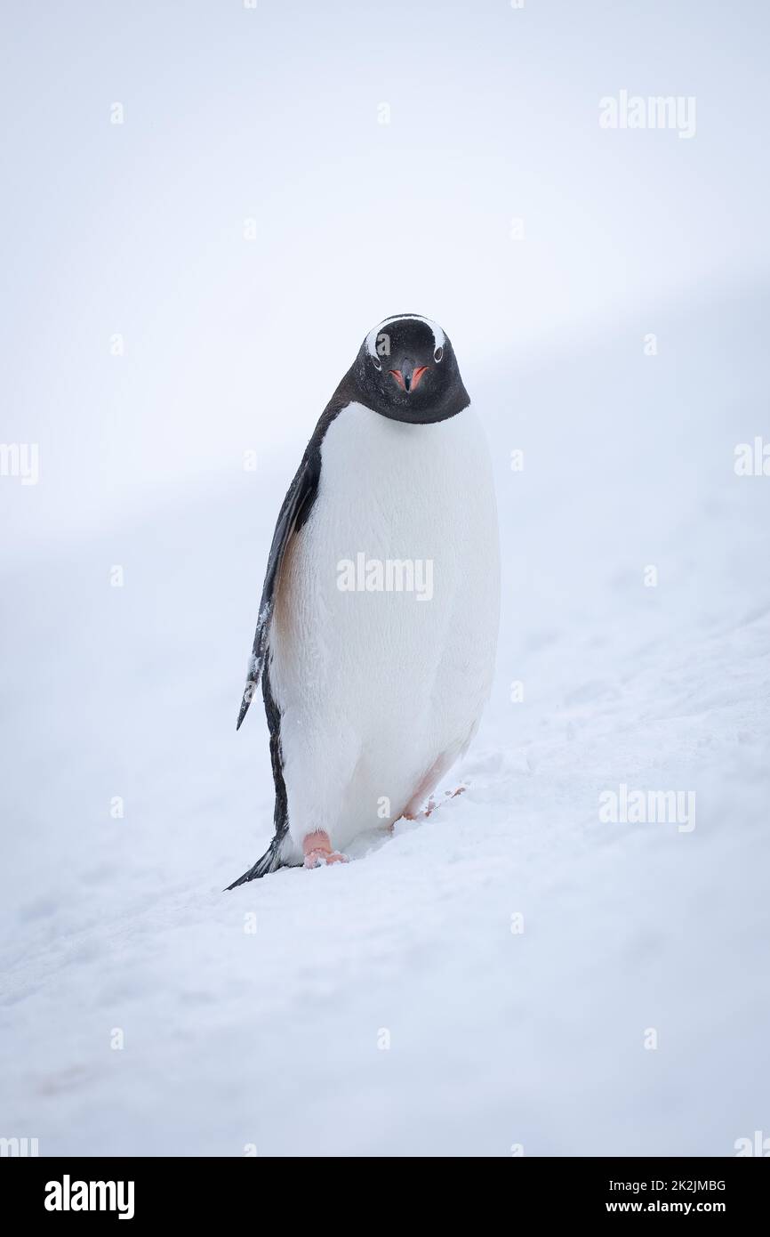 Pinguino Gentoo è in piedi nella neve sul pendio Foto Stock